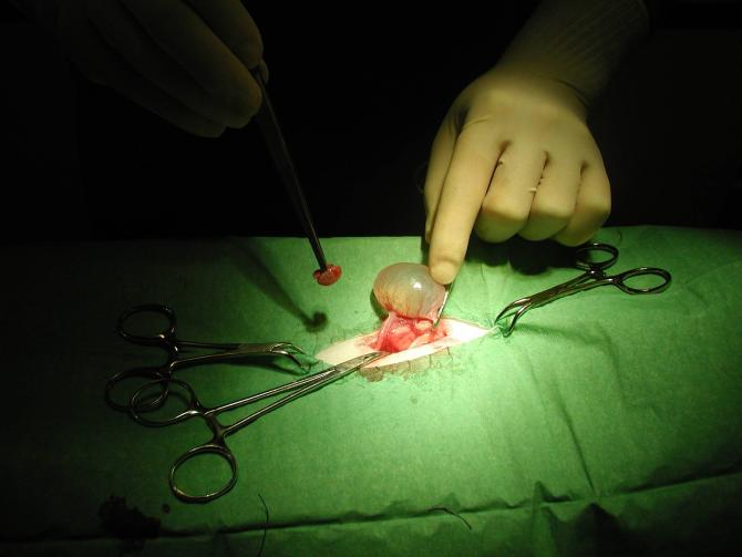 Sterilisatie van een poes, bij deze is één van de eierstokken tevens cysteus